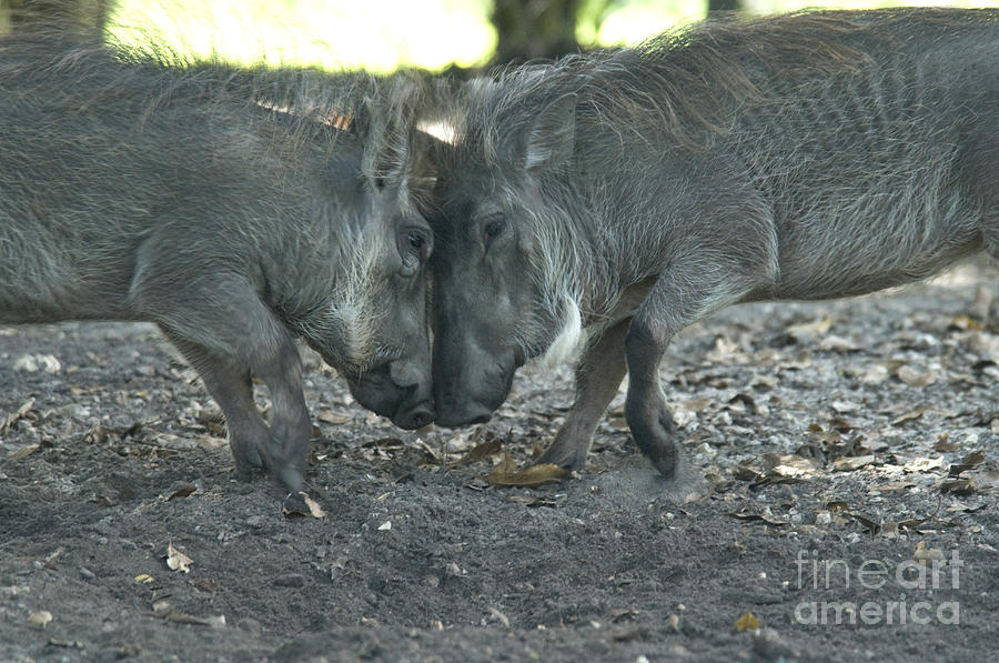 Nature Photograph - Warthogs #4 by Mark Newman