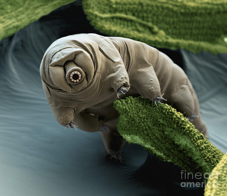 Water Bear Photograph by Eye of Science