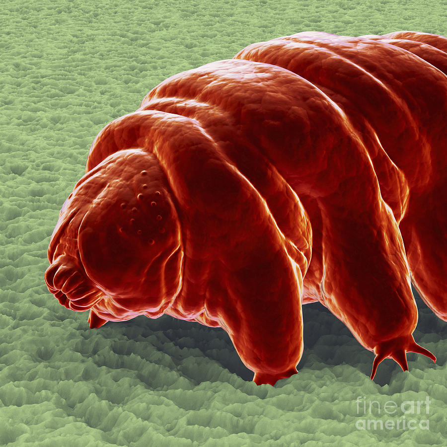 Animal Photograph - Water Bear Tardigrades #4 by Science Picture Co