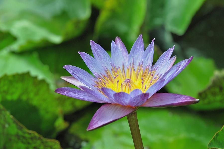 Water Lily 13 Photograph by Allen Beatty
