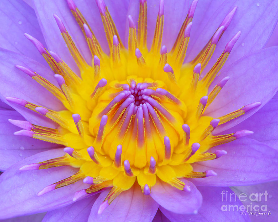 Water Lily #4 Photograph by Steve Javorsky