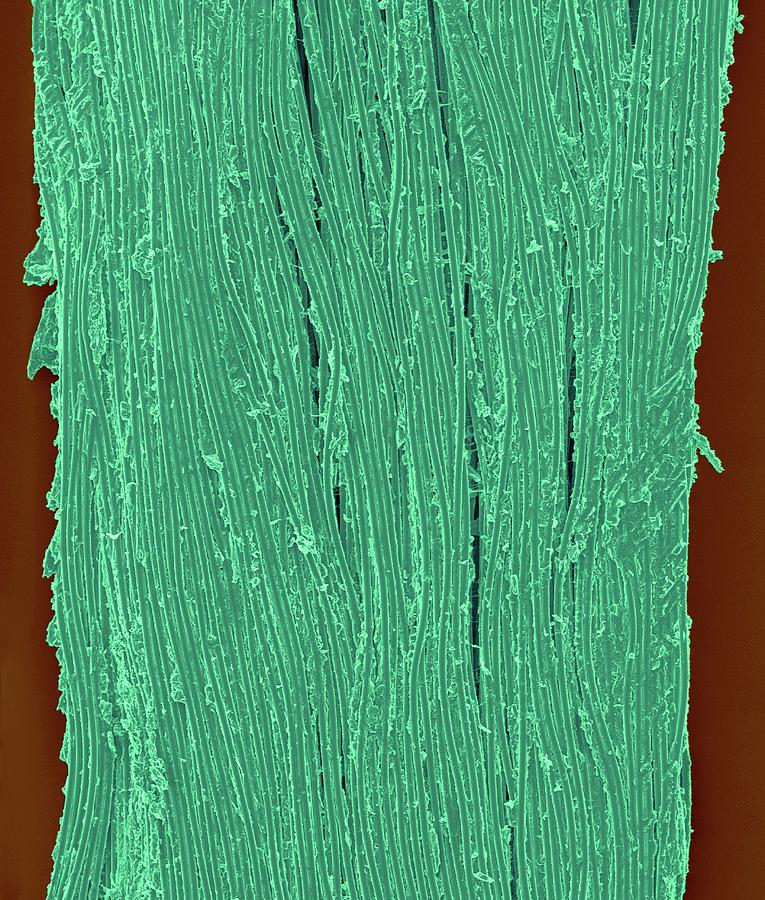 Waxed Dental Floss #4 Photograph by Dennis Kunkel Microscopy/science Photo Library