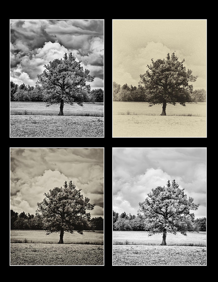 4-Way Tree on black Photograph by Greg Jackson