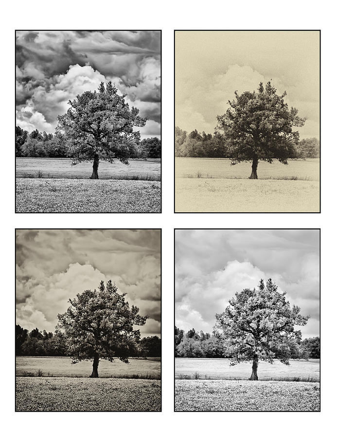 4-Way Tree on white Photograph by Greg Jackson