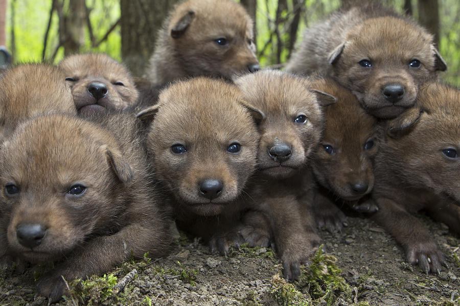 4 Week Old Wild Coyote Pups In Chicago Photograph by Suzi Eszterhas