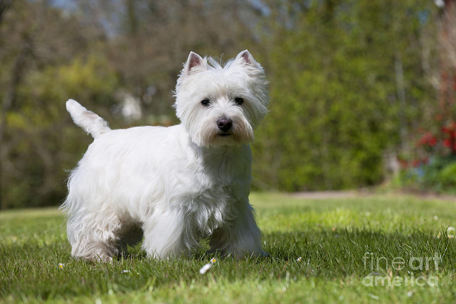 West Highland White Terrier #4 Photograph by John Daniels