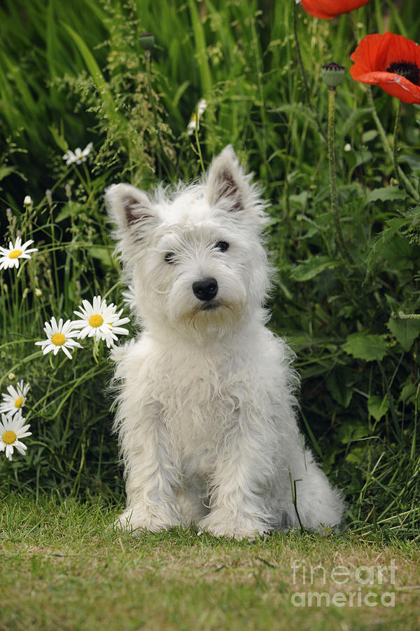 West Highland White Terrier Puppy #4 Photograph by John Daniels