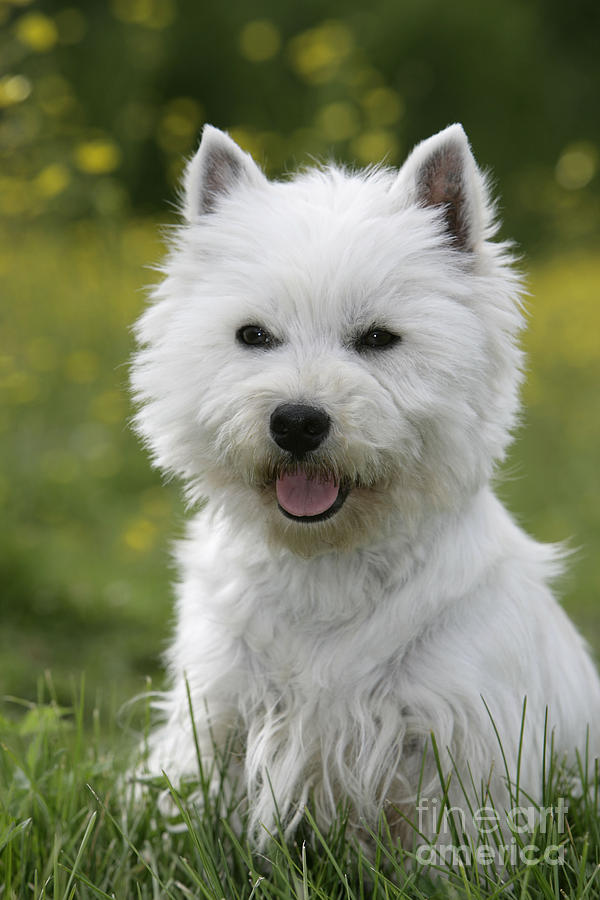 West Highland White Terrier #4 Photograph by Rolf Kopfle