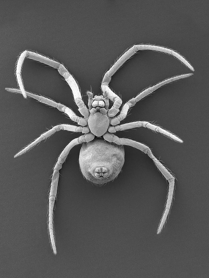 Spider Photograph - Western Black Widow Spiderling #4 by Dennis Kunkel Microscopy/science Photo Library