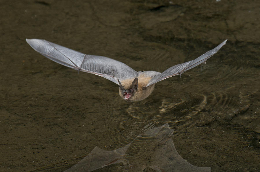 Western Long-eared Bat #4 Photograph by Anthony Mercieca