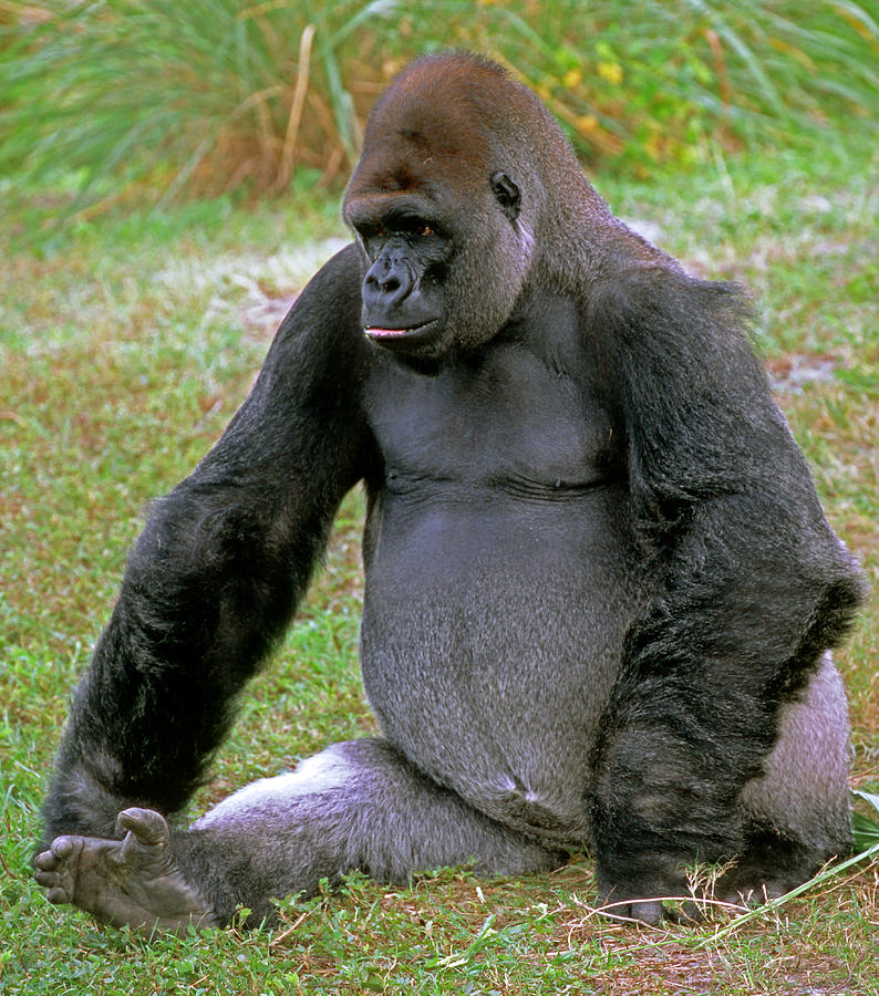 silverback ape