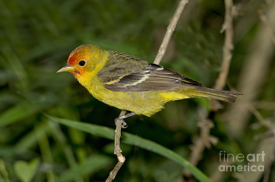 Western Tanager #4 Photograph by Anthony Mercieca
