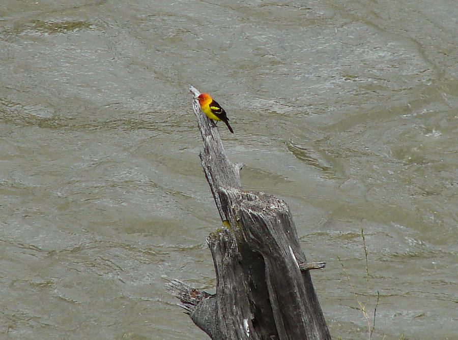 Western Tanager Three Photograph by Carl Moore