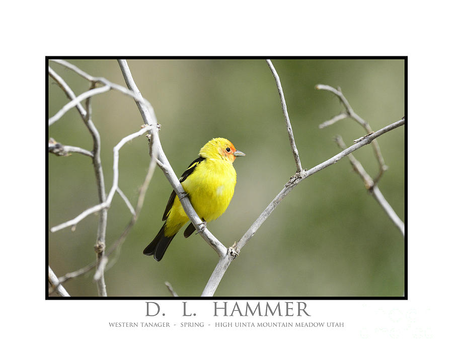 Western Tanager #4 Photograph by Dennis Hammer