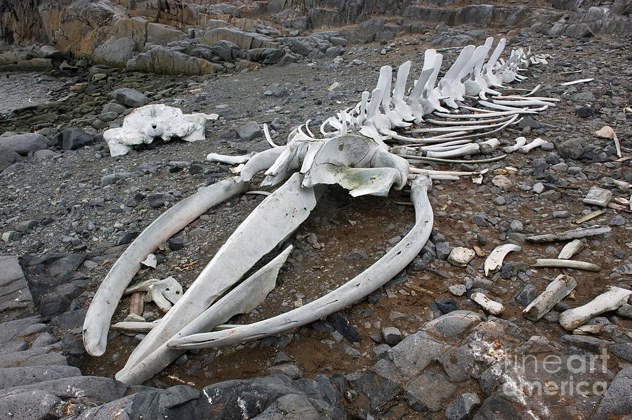 Whale Bones #4 Photograph by John Shaw