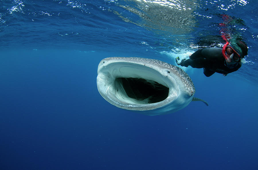 Fish Photograph - Whale Shark And Tourist #4 by Pete Oxford