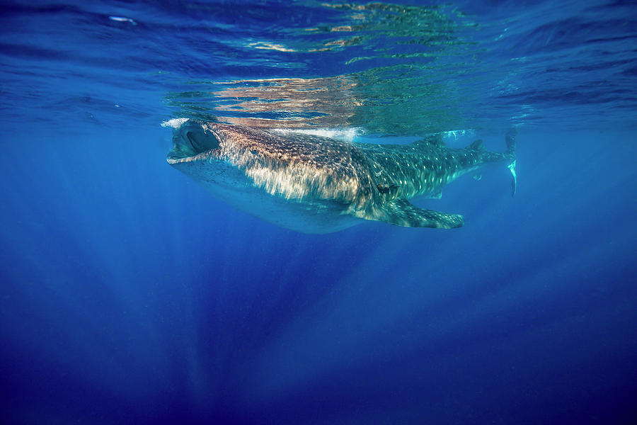 Isla Mujeres Photograph - Whale Shark In Isla Mujeres, Mexico by Jennifor Idol Isla Mujeres Photograph - Whale Shark In Isla Mujeres, Mexico by Jennifor Idol