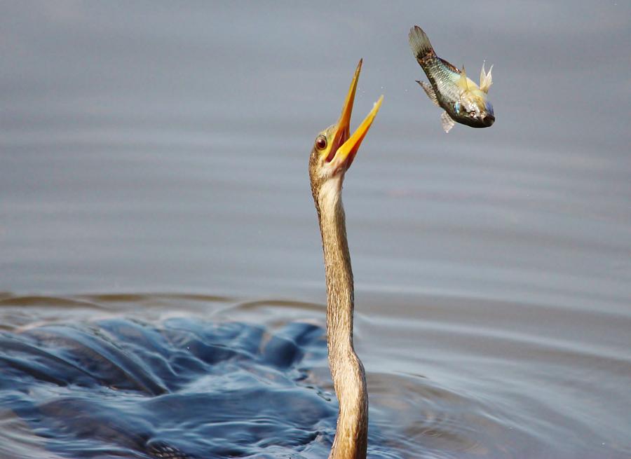 Anhinga Photograph - What A Catch #4 by Paulette Thomas