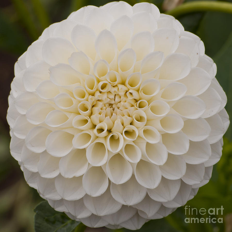 White Dahlia Photograph by M J - Fine Art America