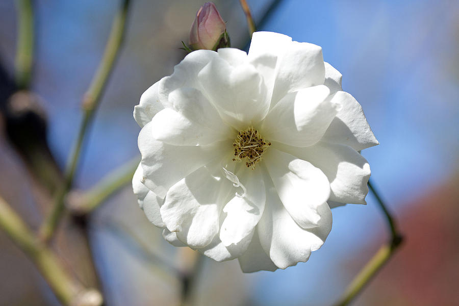 White flower #4 Photograph by Susan Jensen