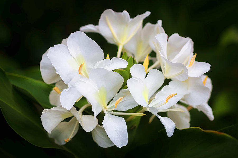 White Ginger Flowers H Coronarium Painted  #4 Photograph by Rich Franco