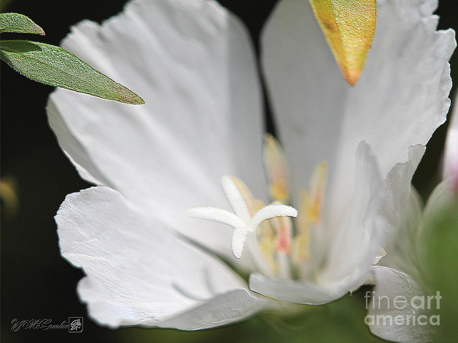 White Godetia from the Satin Mix #4 Photograph by J McCombie