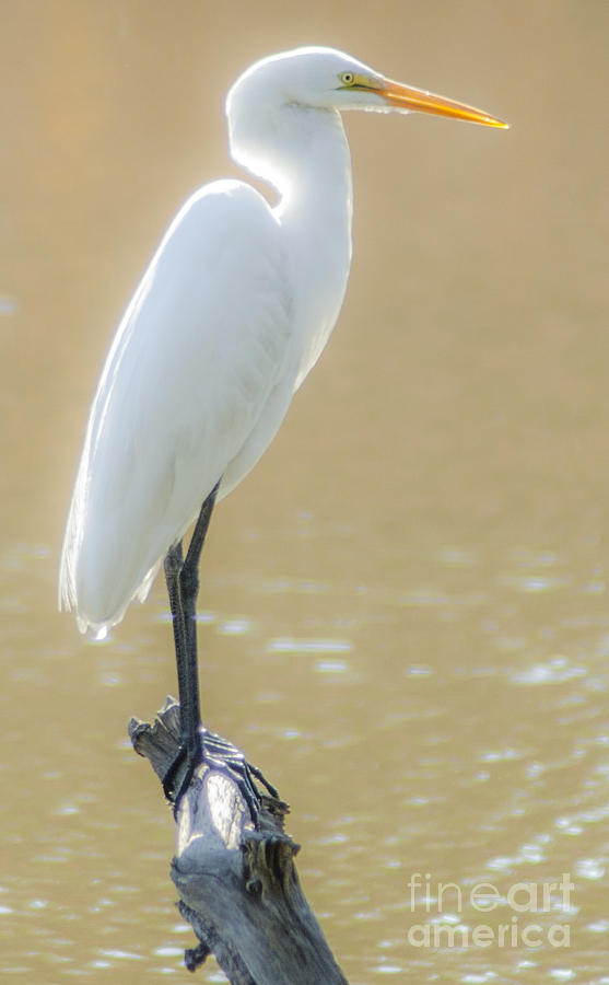 Still Waters White Heron Photograph by Dale Powell