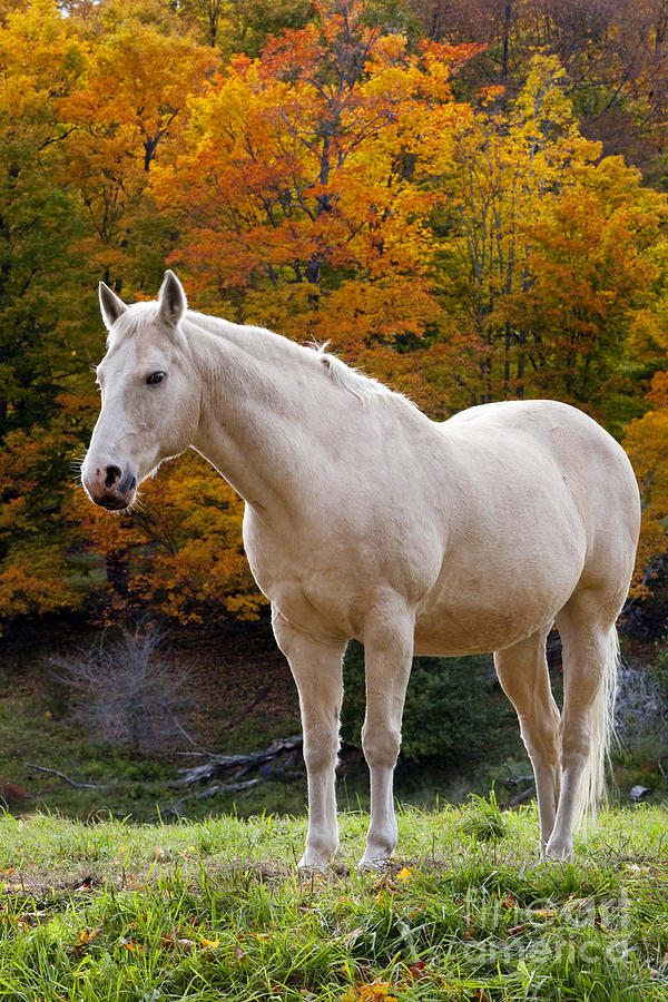 White Horse in Autumn #2 Photograph by Brian Jannsen