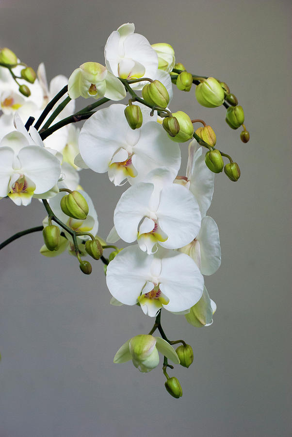 White Orchid Blooms #4 Photograph by Anna Miller White Orchid Blooms #4 Photograph by Anna Miller