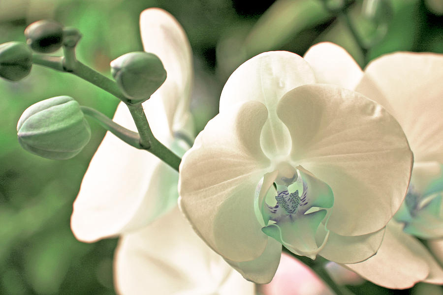 Orchid Photograph - White orchid #5 by Lali Kacharava
