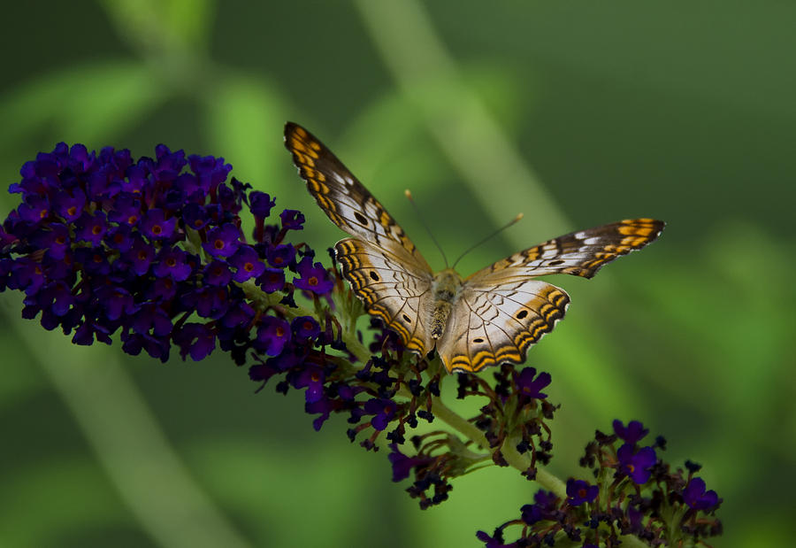 White Peacock Butterfly Photograph by Saija Lehtonen - Fine Art America