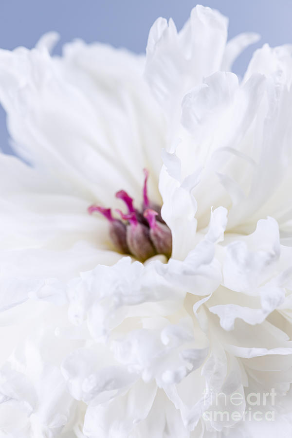 White peony flower macro closeup Photograph by Elena Elisseeva