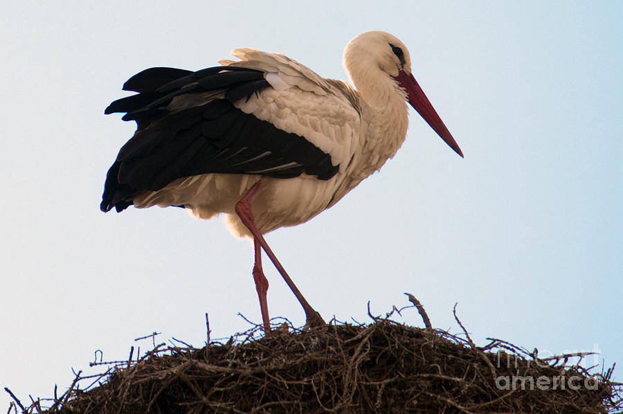 Wildlife Photograph - White Stork #4 by Tim Holt