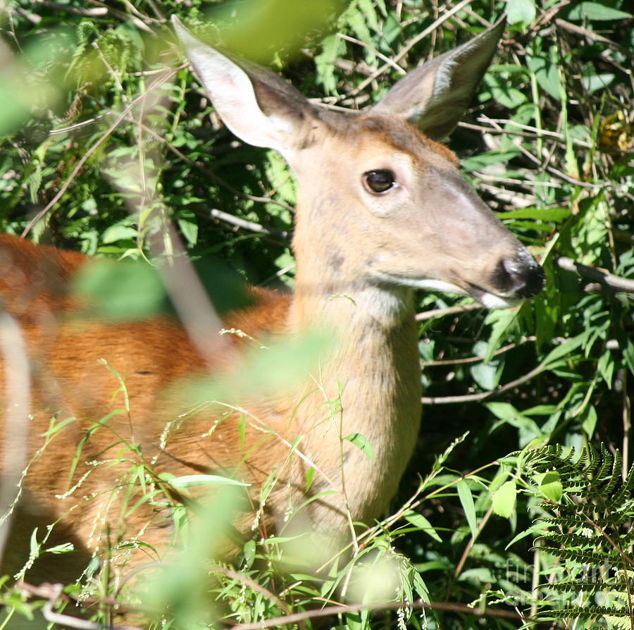 Nature Photograph - White Tailed Deer Portrait #4 by Neal Eslinger