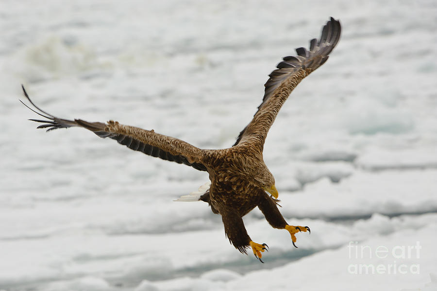 White-tailed Eagle #6 Photograph by John Shaw
