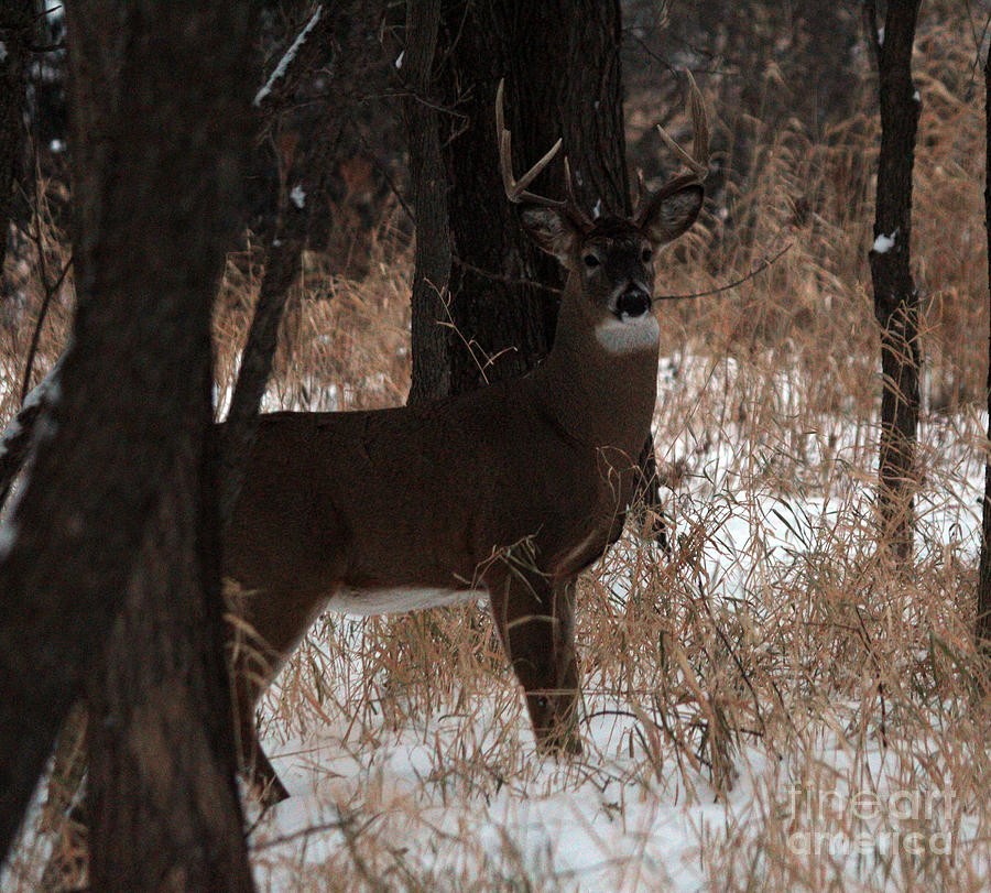 Deer Photograph - Whitetail Buck #4 by Lori Tordsen