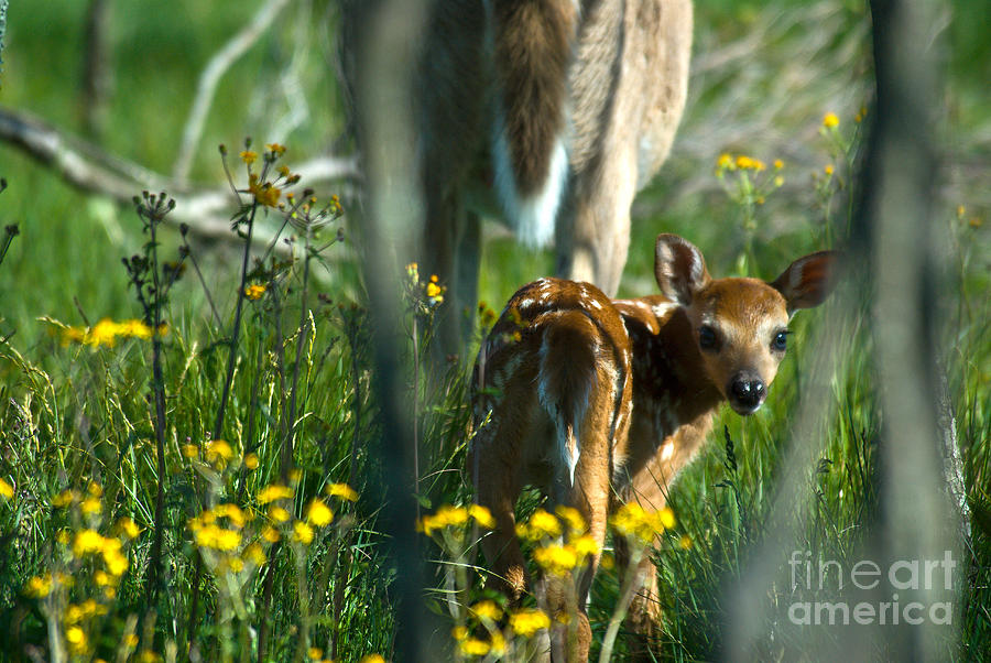 Whitetail Deer Fawn #4 Photograph by Mark Newman