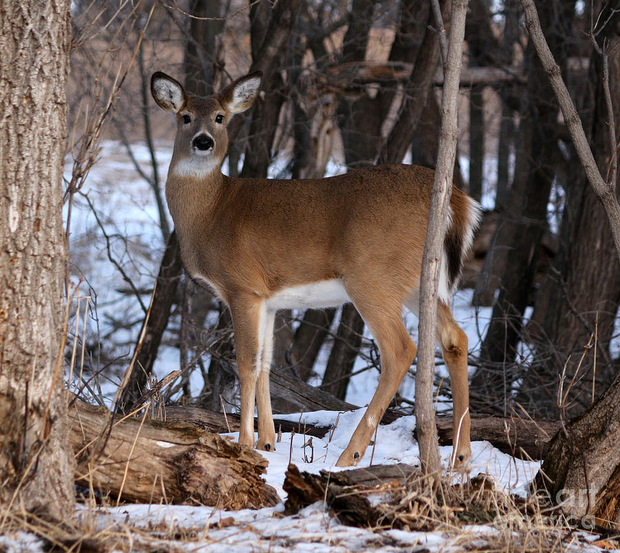 Whitetail doe Photograph by Lori Tordsen - Fine Art America