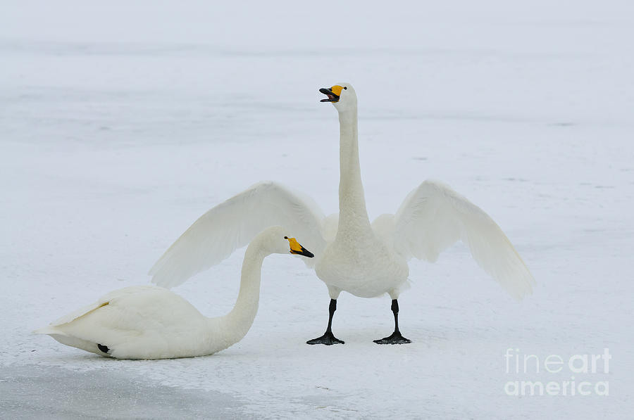 Swan Photograph - Whooper Swan #4 by John Shaw