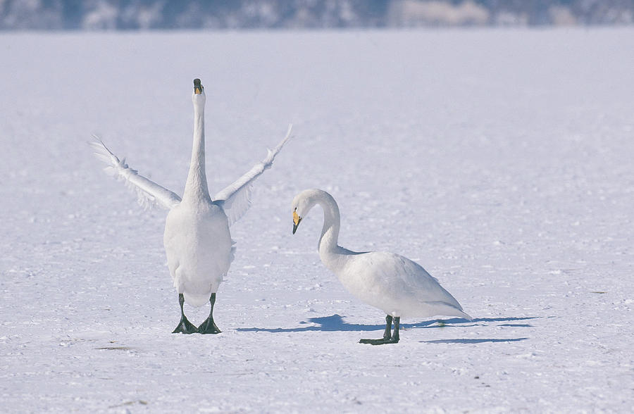 Whooper Swans #4 Photograph by Akira Uchiyama