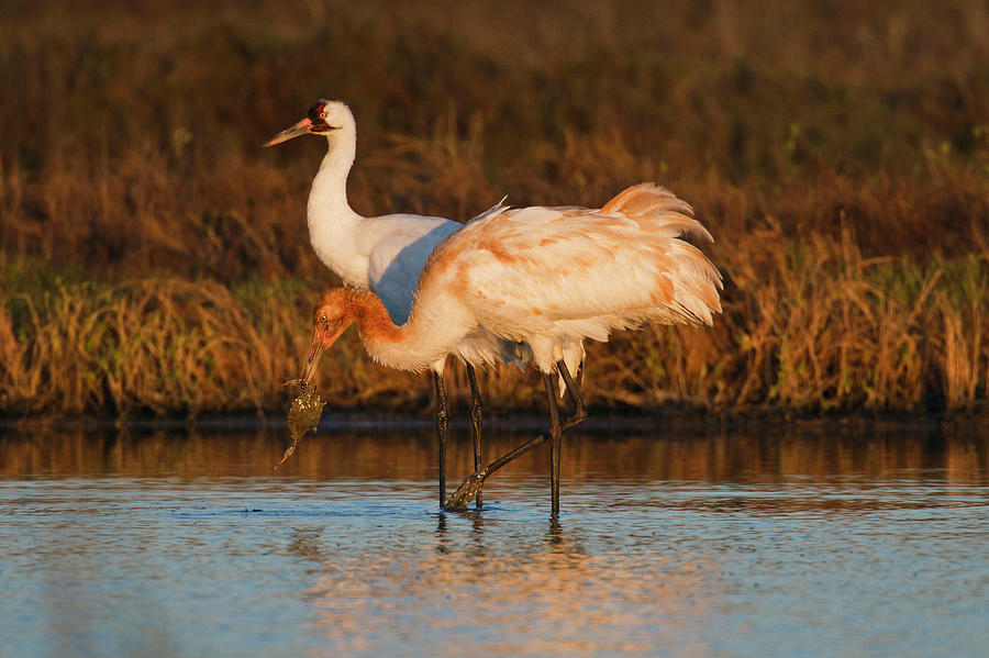 Whooping Crane (grus Americana Photograph by Larry Ditto - Pixels