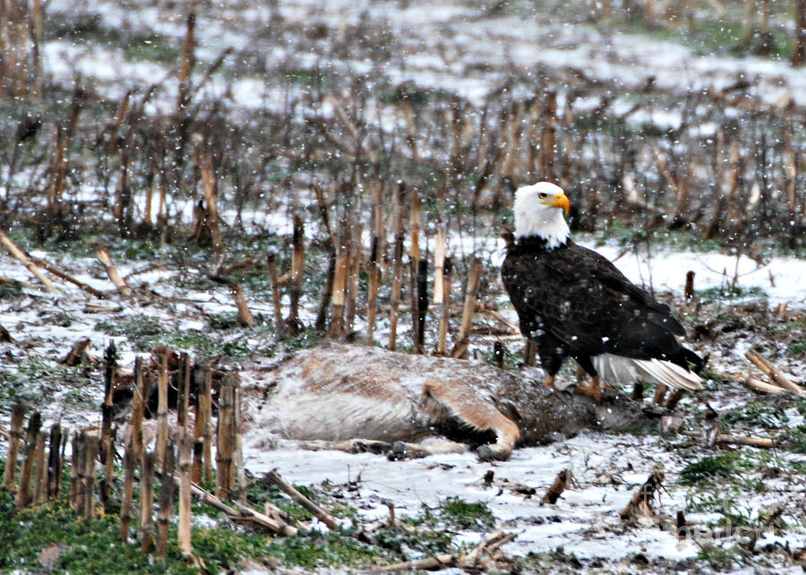 Wild Bald Eagle #4 Photograph by Lila Fisher-Wenzel