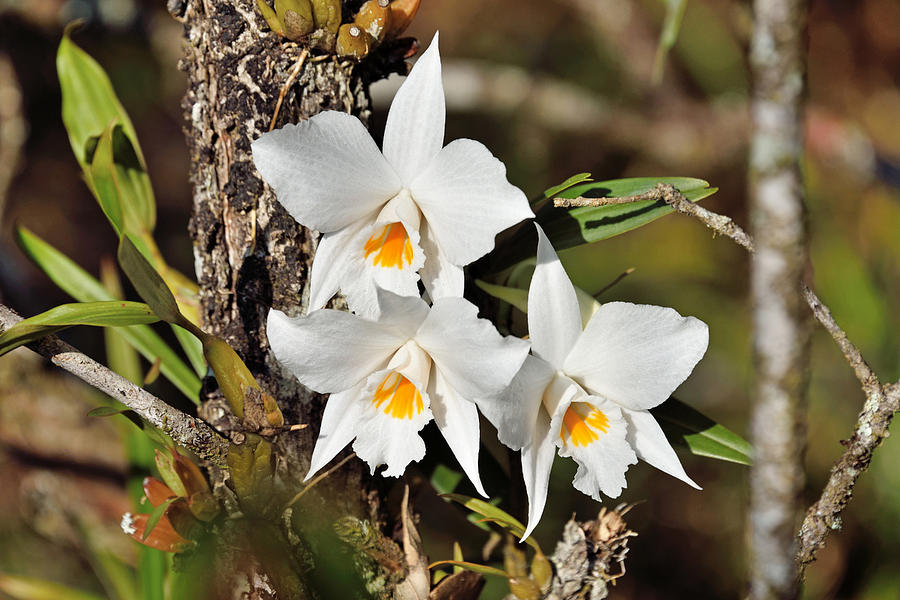 Wild Orchid #4 Photograph by Robert Kennett