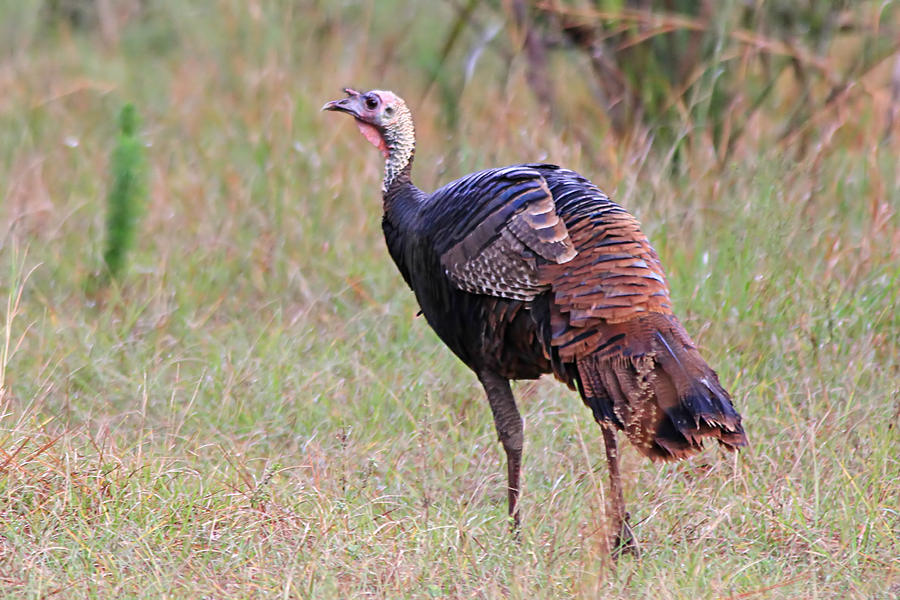 Thanksgiving Photograph - Wild Turkey #4 by Ira Runyan