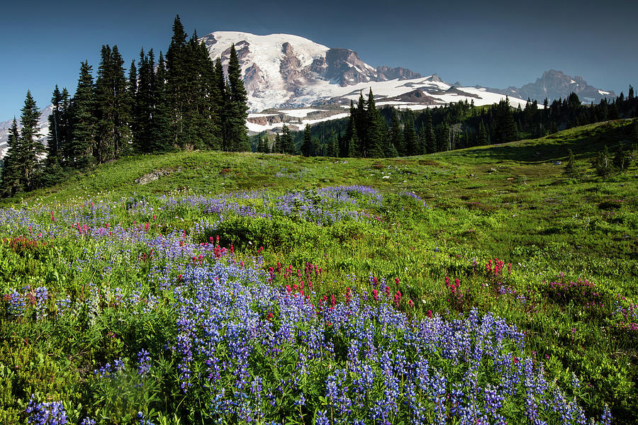 Wildflowers On A Hill With Mountain #4 Photograph by Panoramic Images