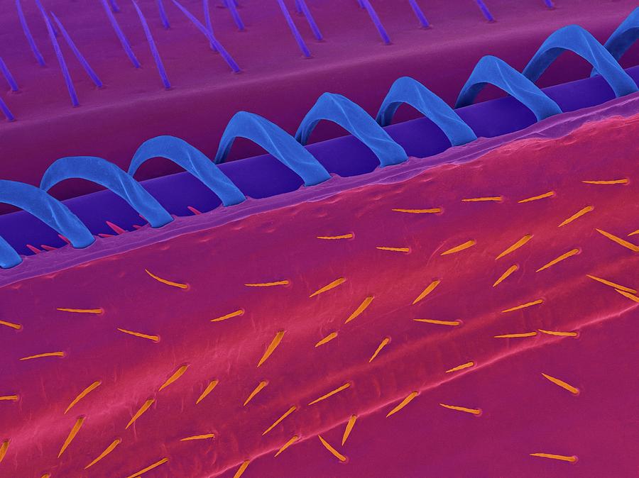 Wing Hooks #4 Photograph by Dennis Kunkel Microscopy/science Photo Library