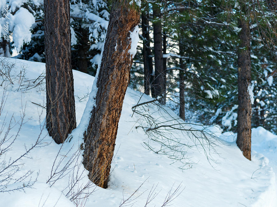 Winter Forest #4 Photograph by Alexander Fedin