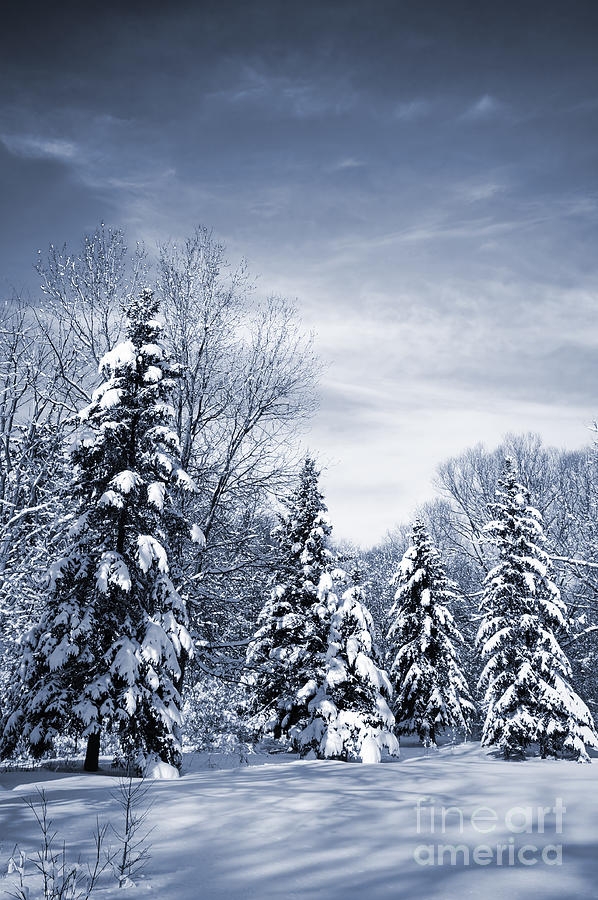 Winter forest 2 Photograph by Elena Elisseeva