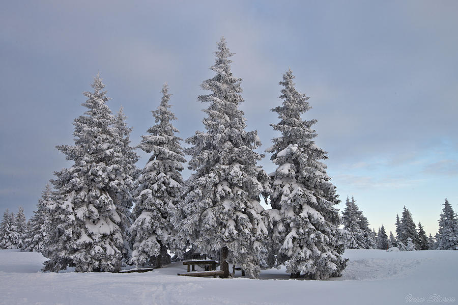 Winter #4 Photograph by Ivan Slosar