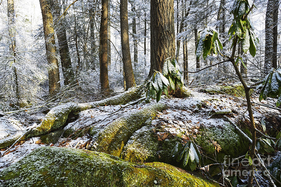 Winter Monongahela National Forest #4 Photograph by Thomas R Fletcher